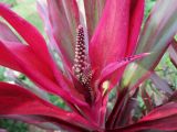 Cordyline rubra