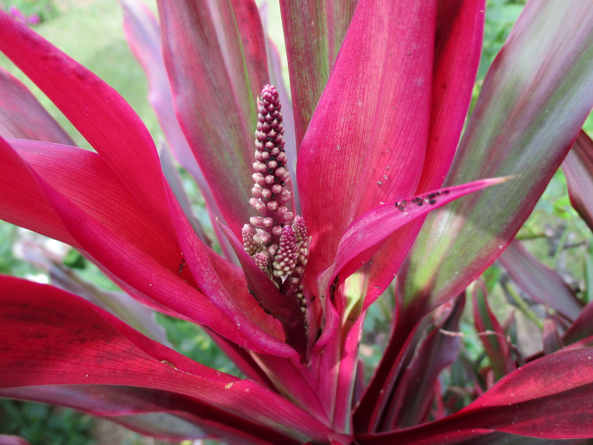 Image of Cordyline rubra specimen.