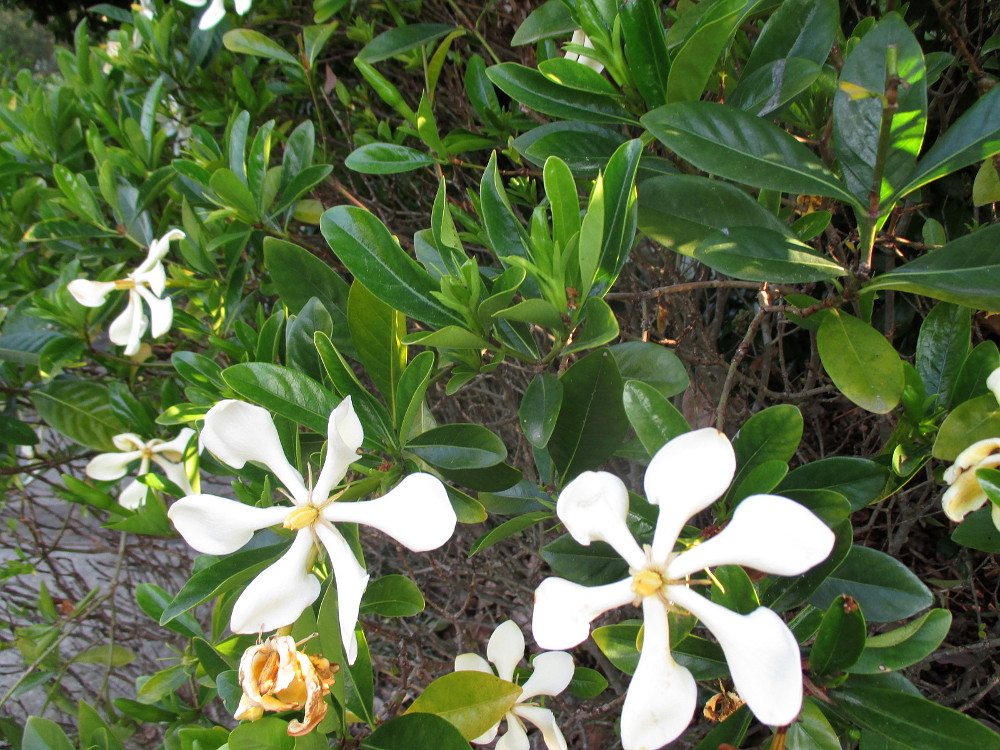 Изображение особи Gardenia jasminoides.