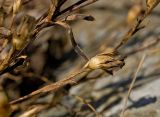 Dianthus versicolor