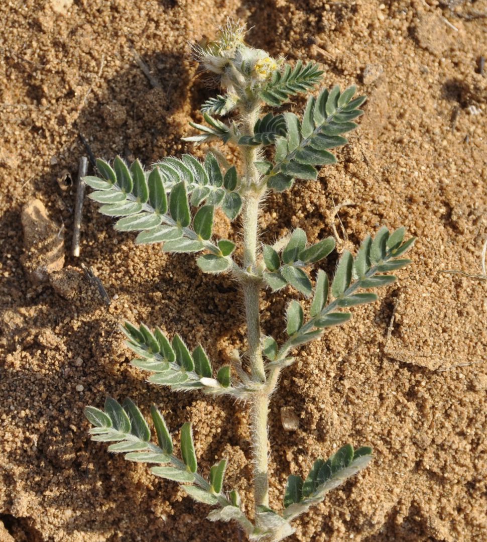 Изображение особи Tribulus terrestris.