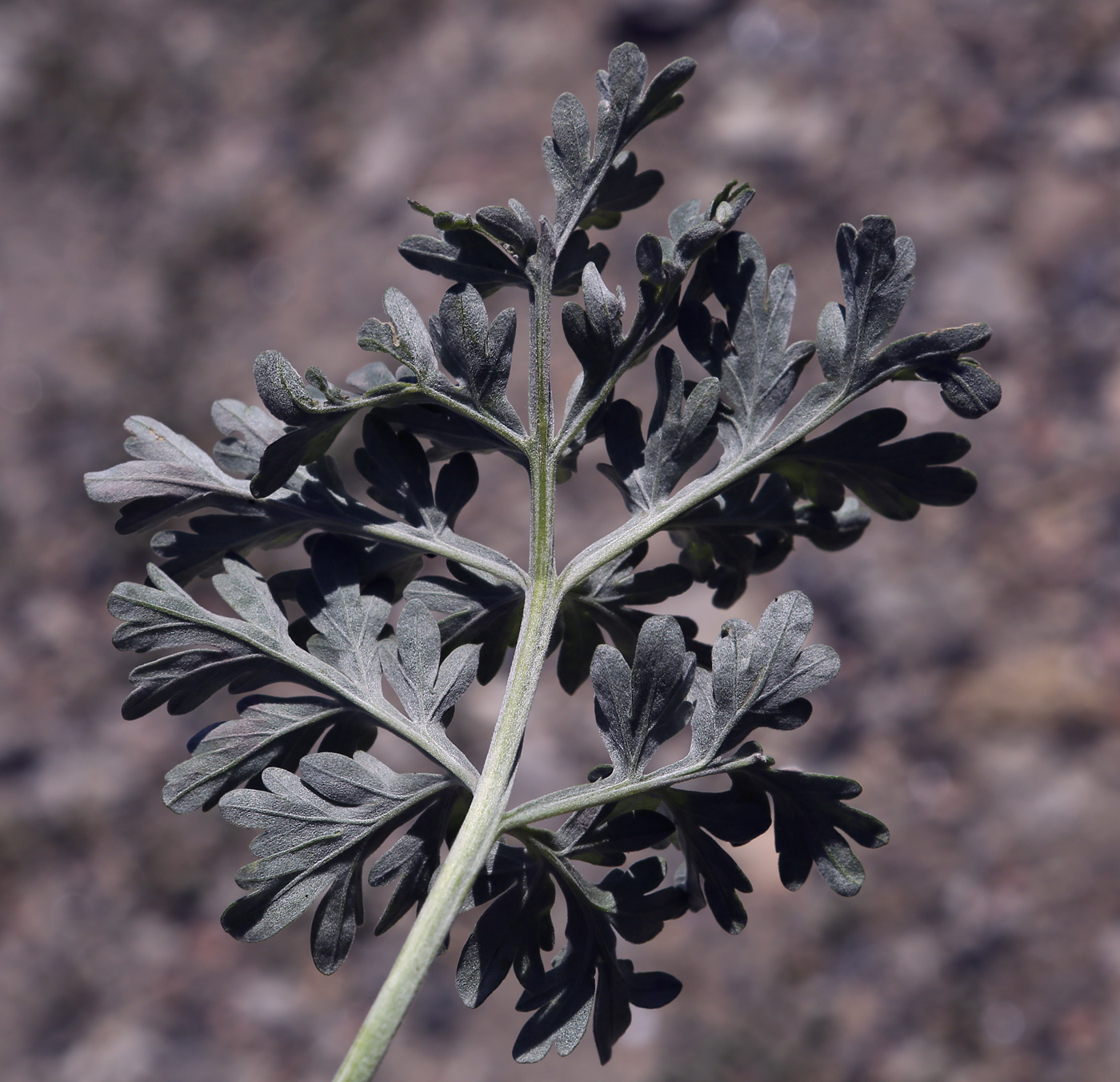 Изображение особи Artemisia absinthium.