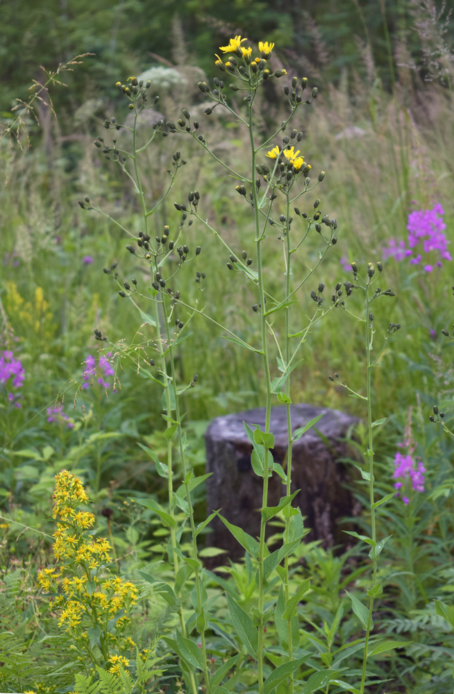 Image of Hieracium duderhofense specimen.
