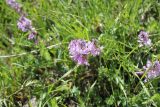 Polygala major