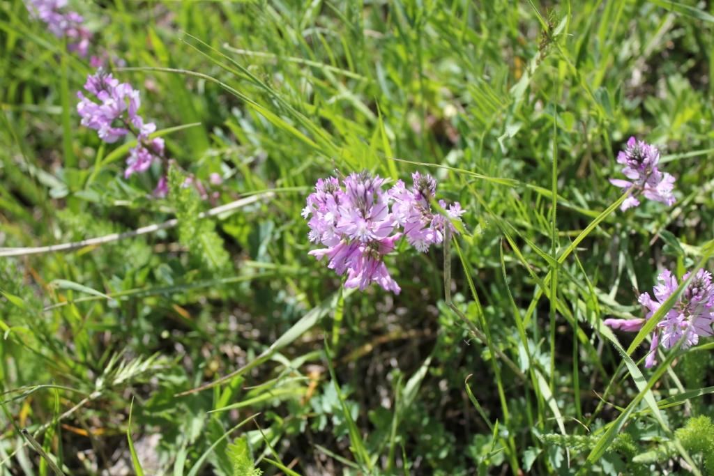 Изображение особи Polygala major.