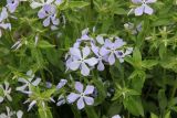 Phlox divaricata