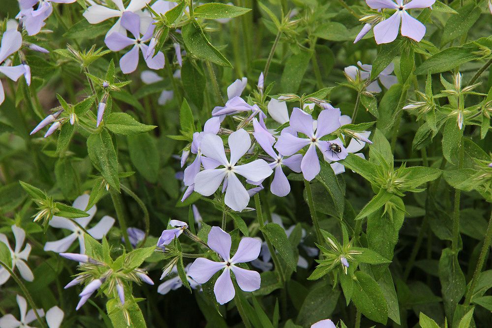 Image of Phlox divaricata specimen.