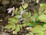 Corydalis temulifolia