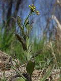 Draba nemorosa. Верхушка побега с бутонами. Магаданская обл., Ольский р-н, окр. пгт Ола, недалеко от насыпи дамбы. 07.06.2017.