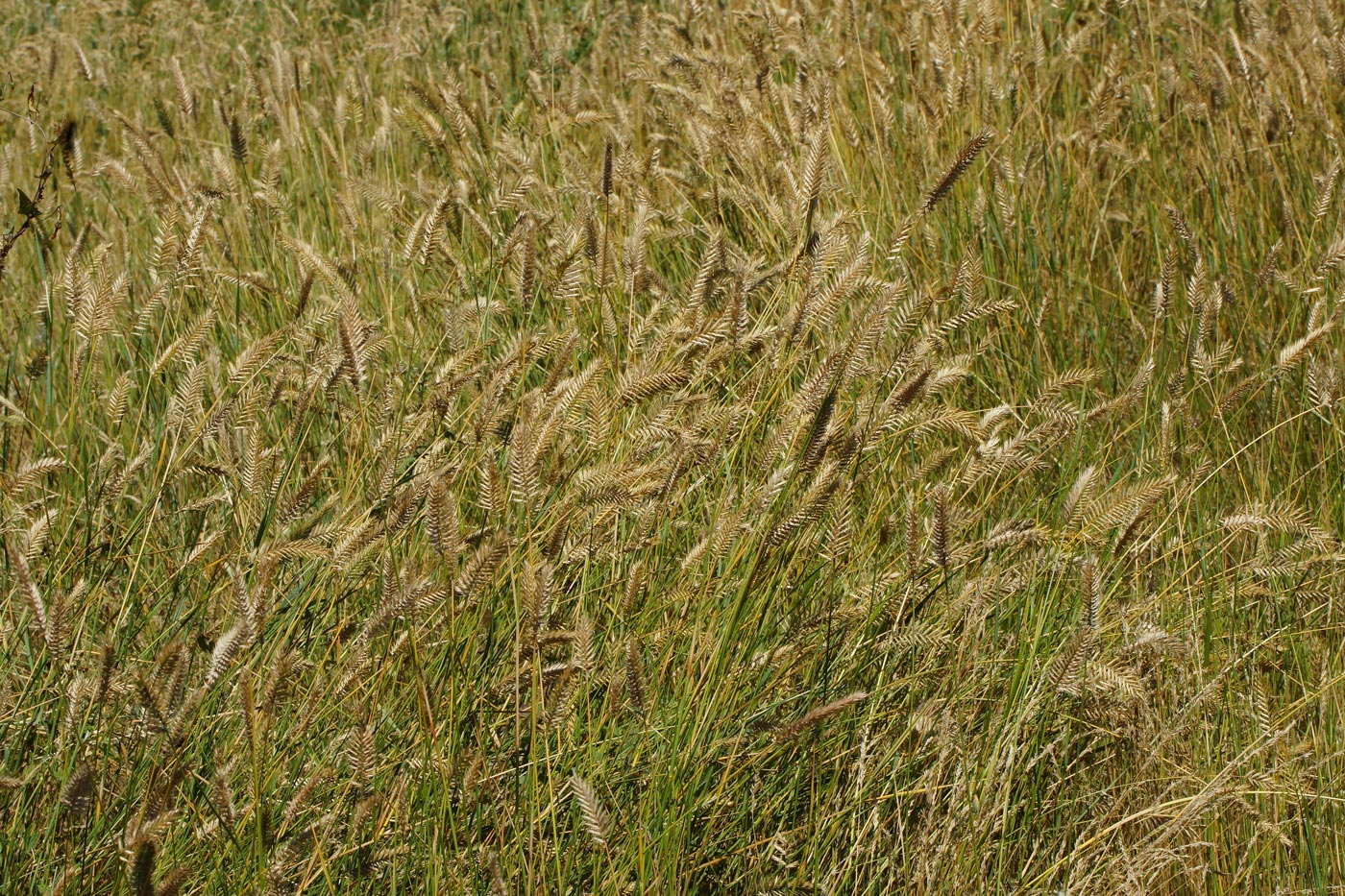 Изображение особи Agropyron pectinatum.