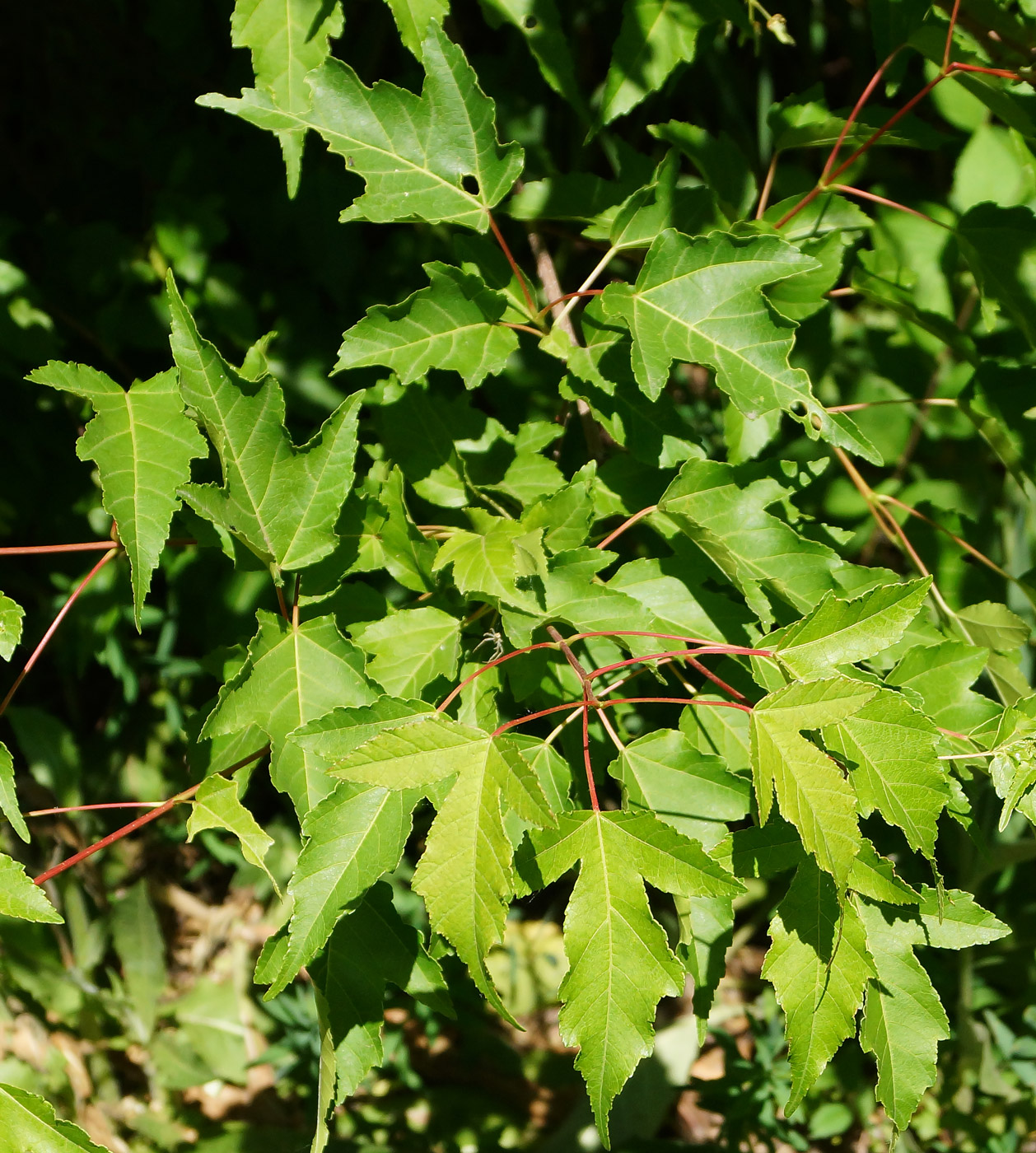 Image of Acer ginnala specimen.