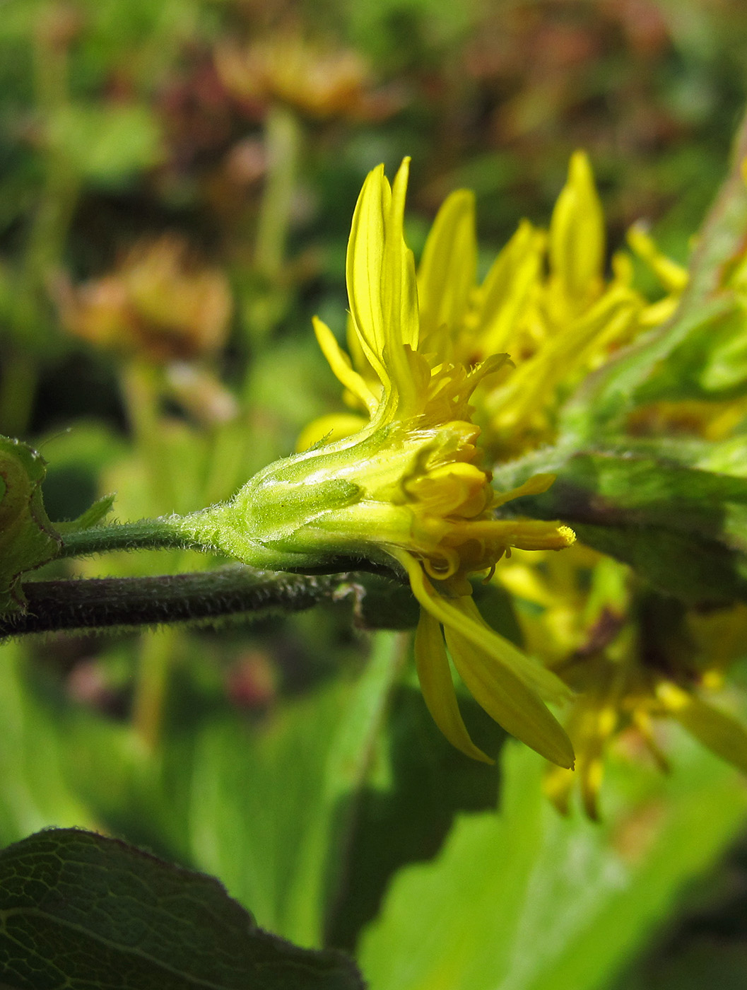 Изображение особи Solidago cuprea.