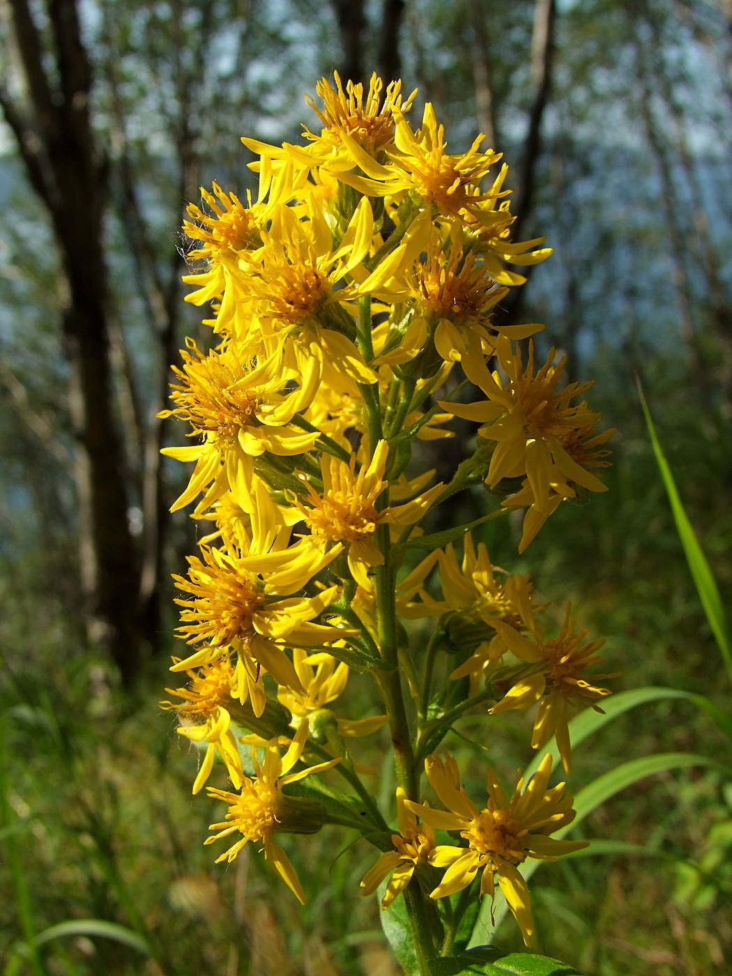 Изображение особи Solidago cuprea.