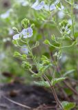 Veronica peduncularis. Верхушка побега с соцветиями. Грузия, край Рача-Лечхуми и Нижняя Сванетия, Амбролаурский муниципалитет, окр. с. Зеда-Гвардиа, дол. р. Шарола, выс. 610 м н.у.м., лиственный лес, каменистая обочина грунтовой дороги. 07.05.2017.