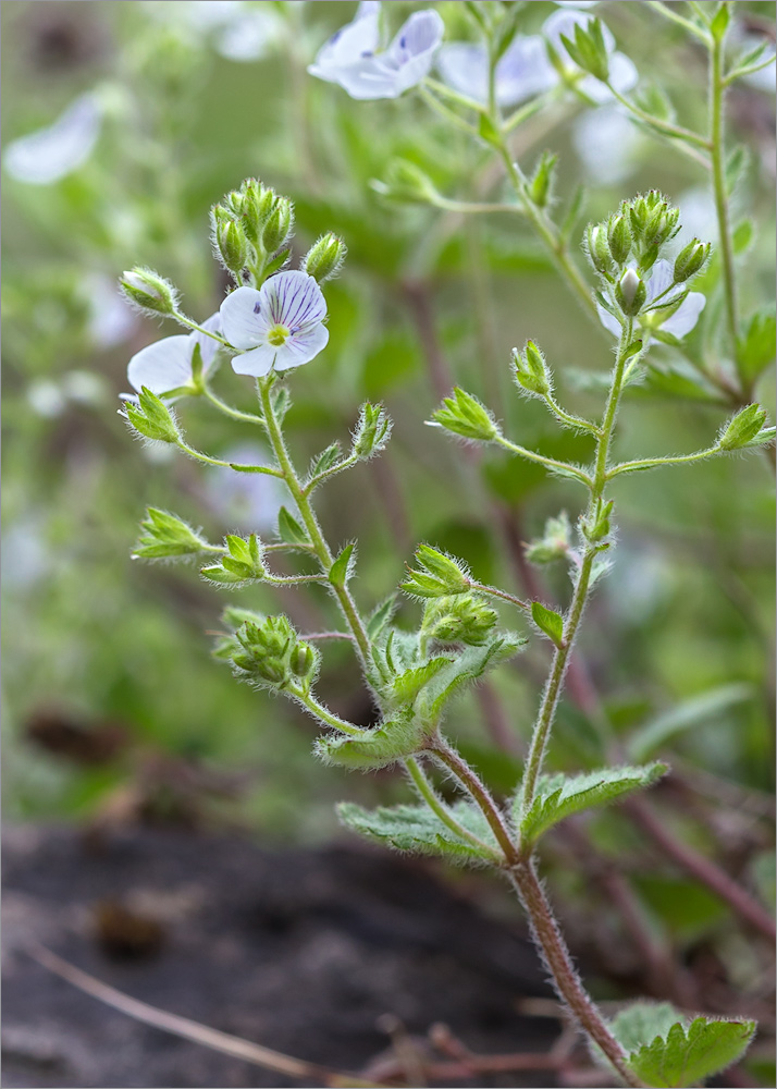Image of Veronica peduncularis specimen.