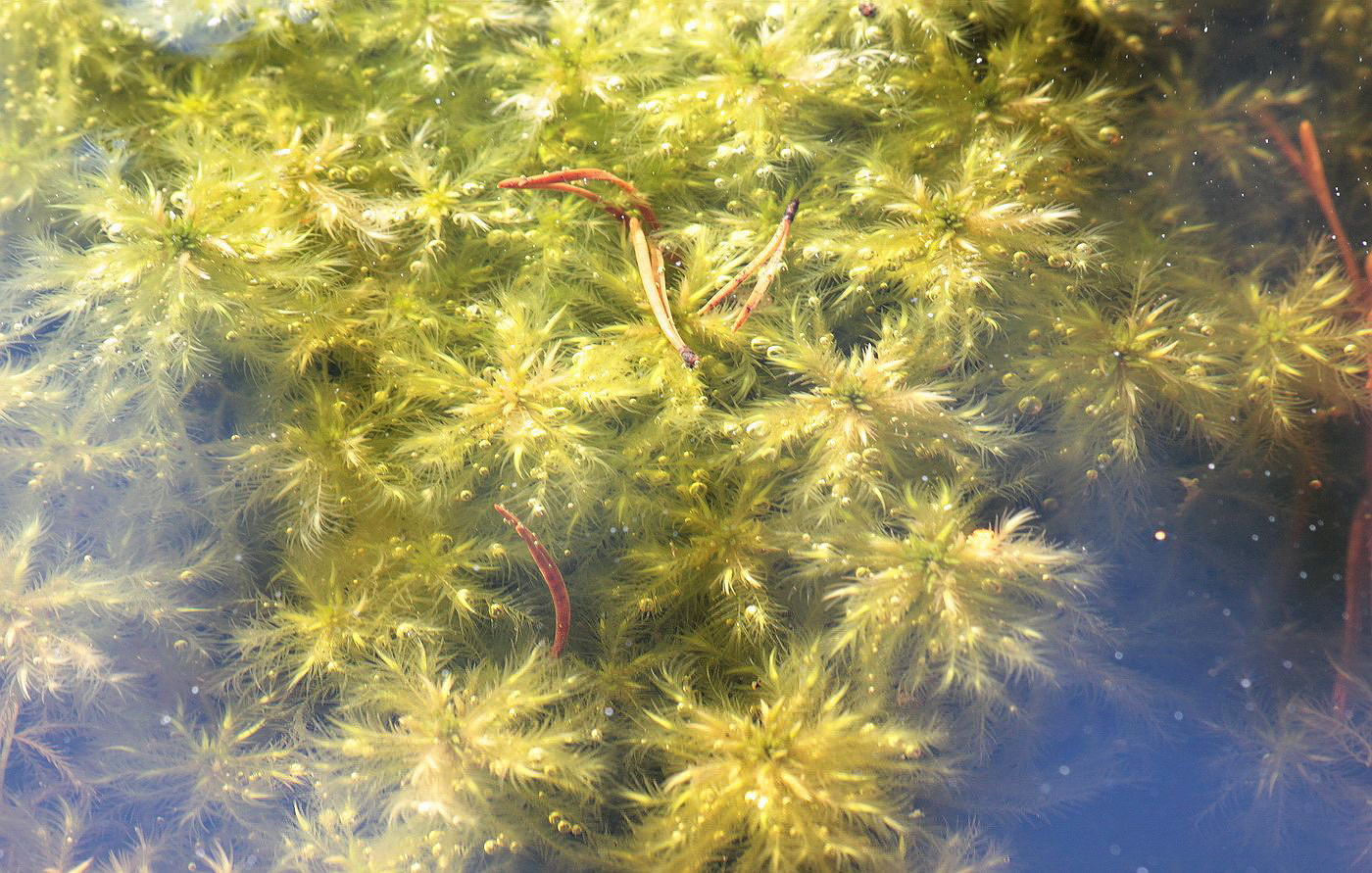 Изображение особи Sphagnum cuspidatum.