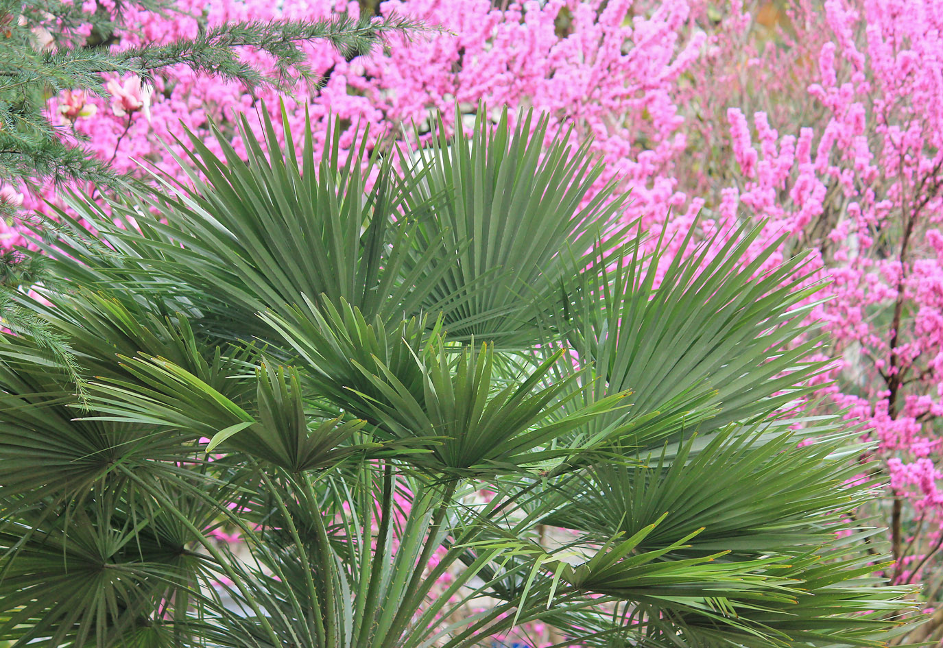 Image of Chamaerops humilis specimen.