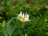 Medicago &times; varia