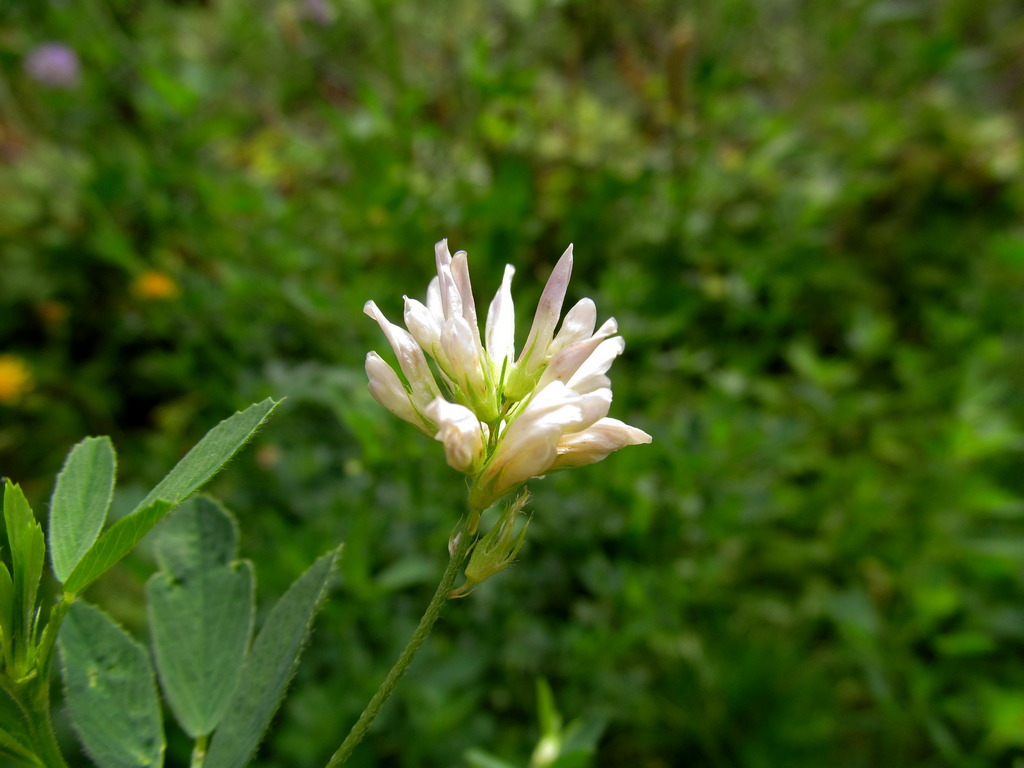 Image of Medicago &times; varia specimen.
