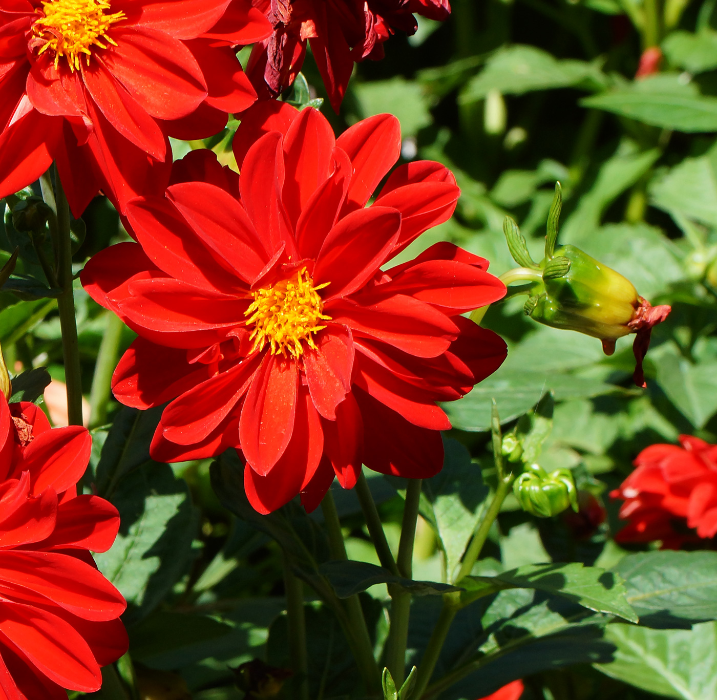 Image of Dahlia pinnata specimen.