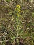 Rorippa barbareifolia