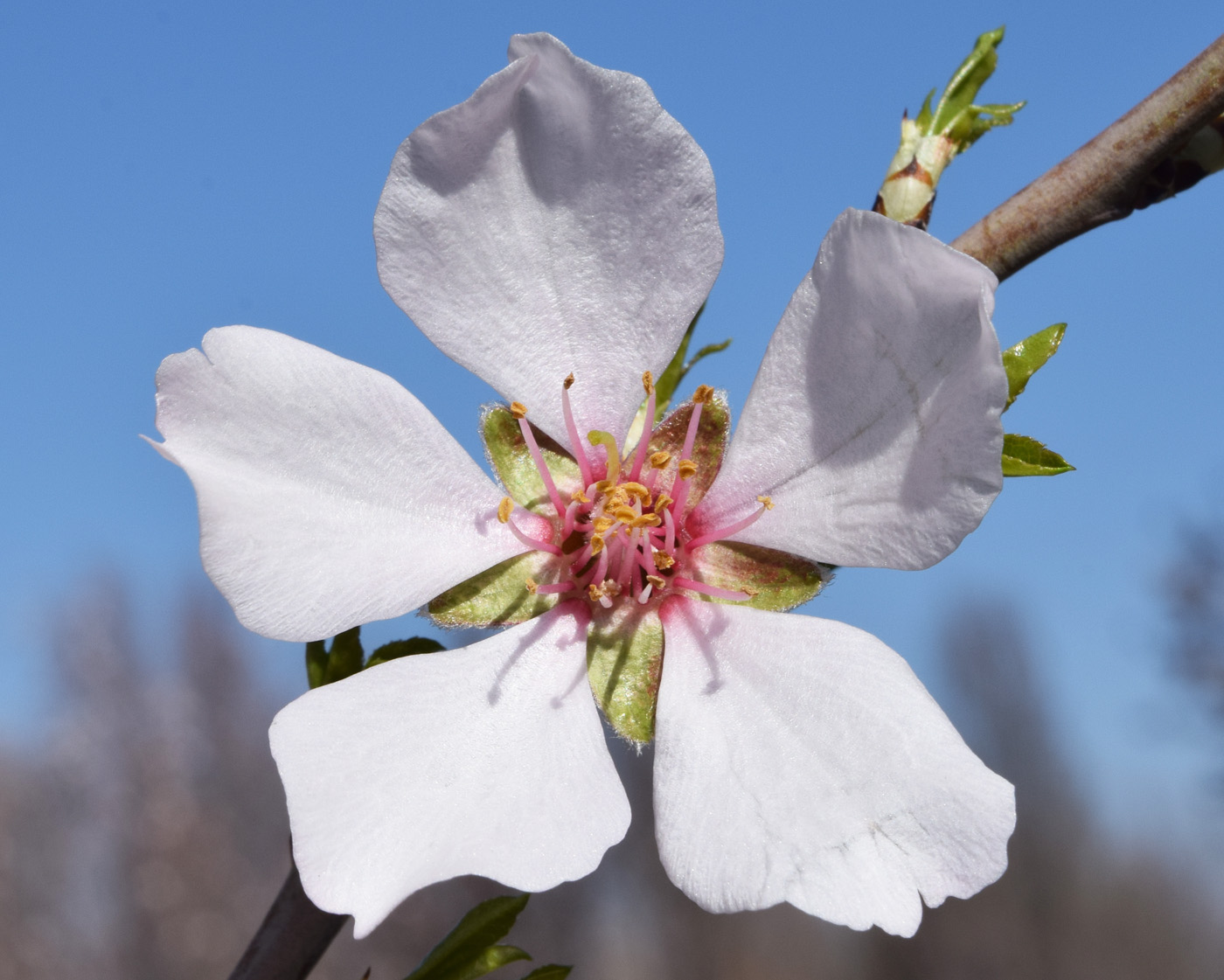 Изображение особи Amygdalus communis.