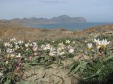 Tulipa biflora