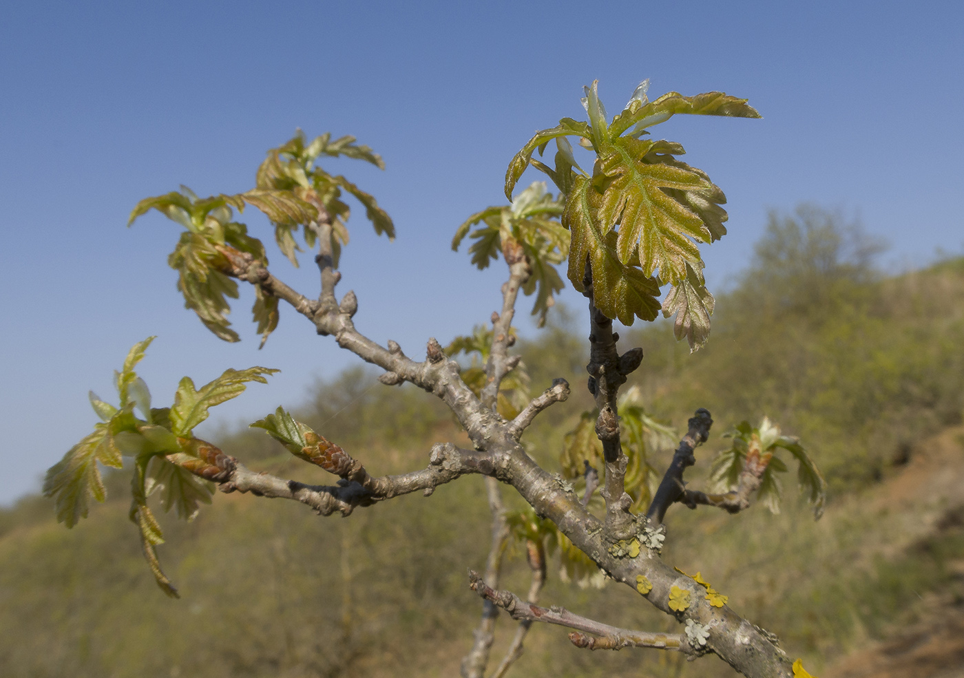 Image of Quercus robur specimen.