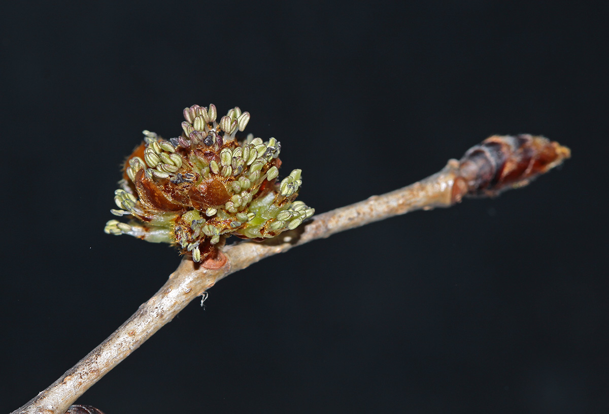 Image of Ulmus laciniata specimen.