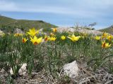 Tulipa iliensis. Цветущие растения. Казахстан, Сев. Тянь-Шань, хр. Кетмень, пер. Кегень. 4 мая 2018 г.