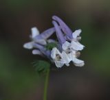 Corydalis solida