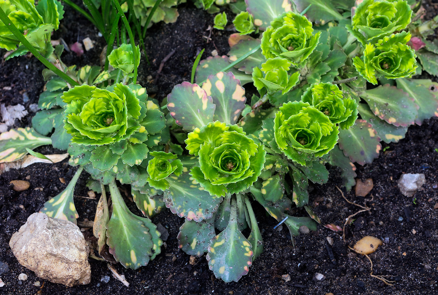 Image of Saxifraga umbrosa specimen.