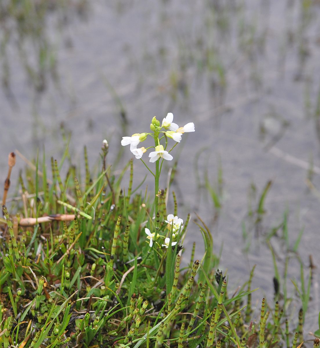 Изображение особи Cardamine uliginosa.