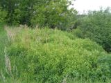 Solidago gigantea