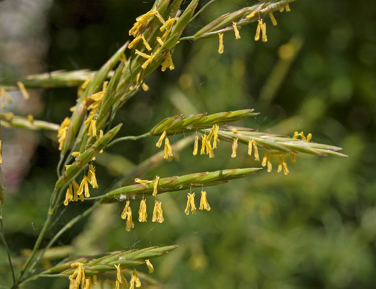 Изображение особи Bromopsis inermis.