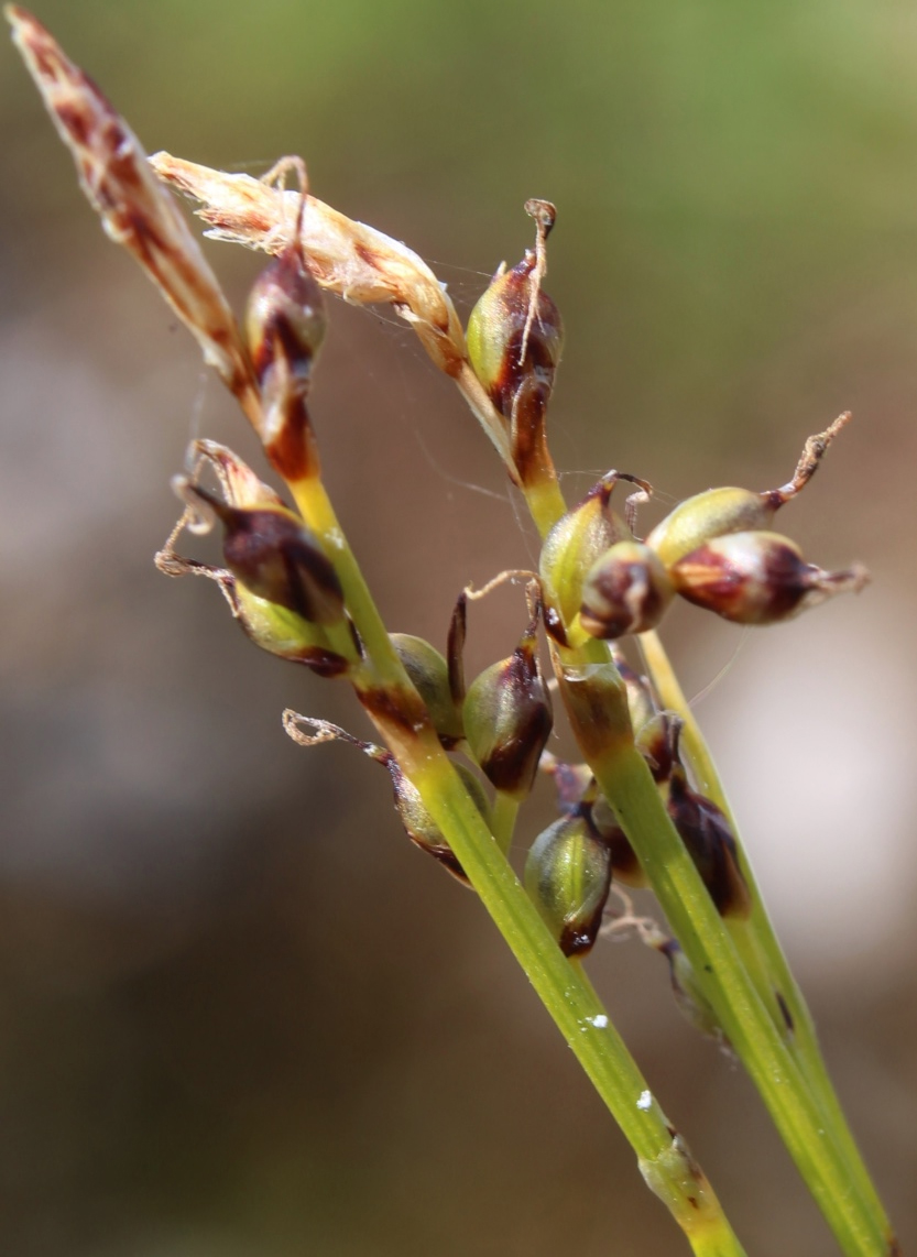 Изображение особи Carex glacialis.