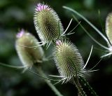 Dipsacus fullonum