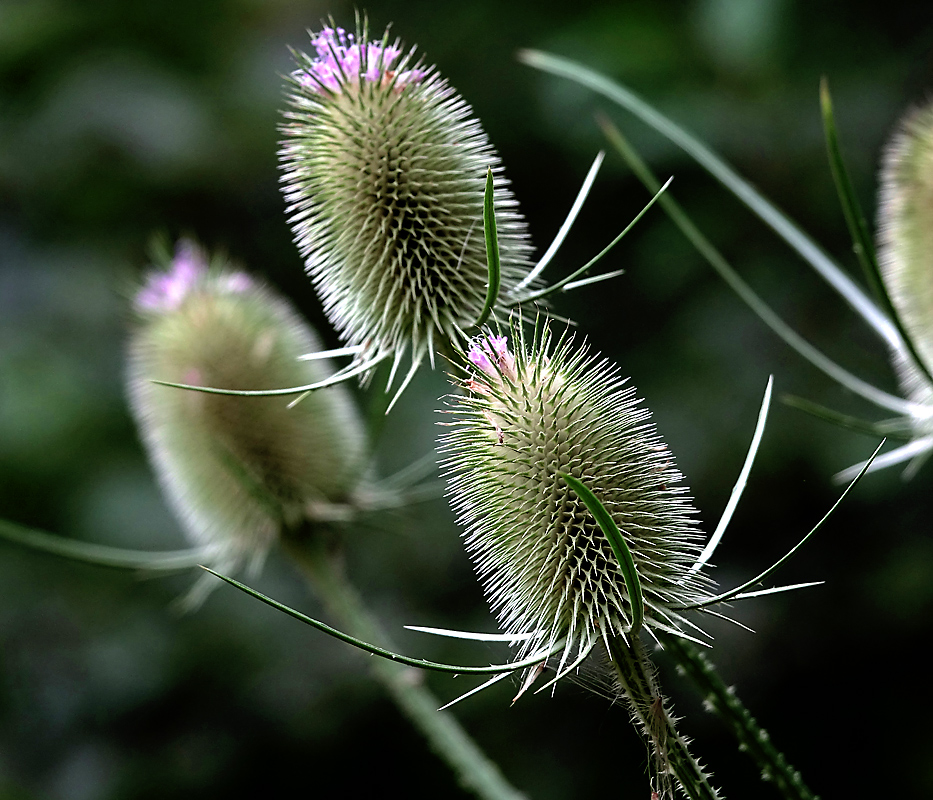 Изображение особи Dipsacus fullonum.