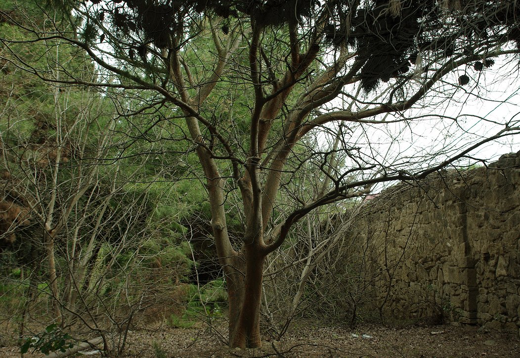 Image of Zelkova carpinifolia specimen.