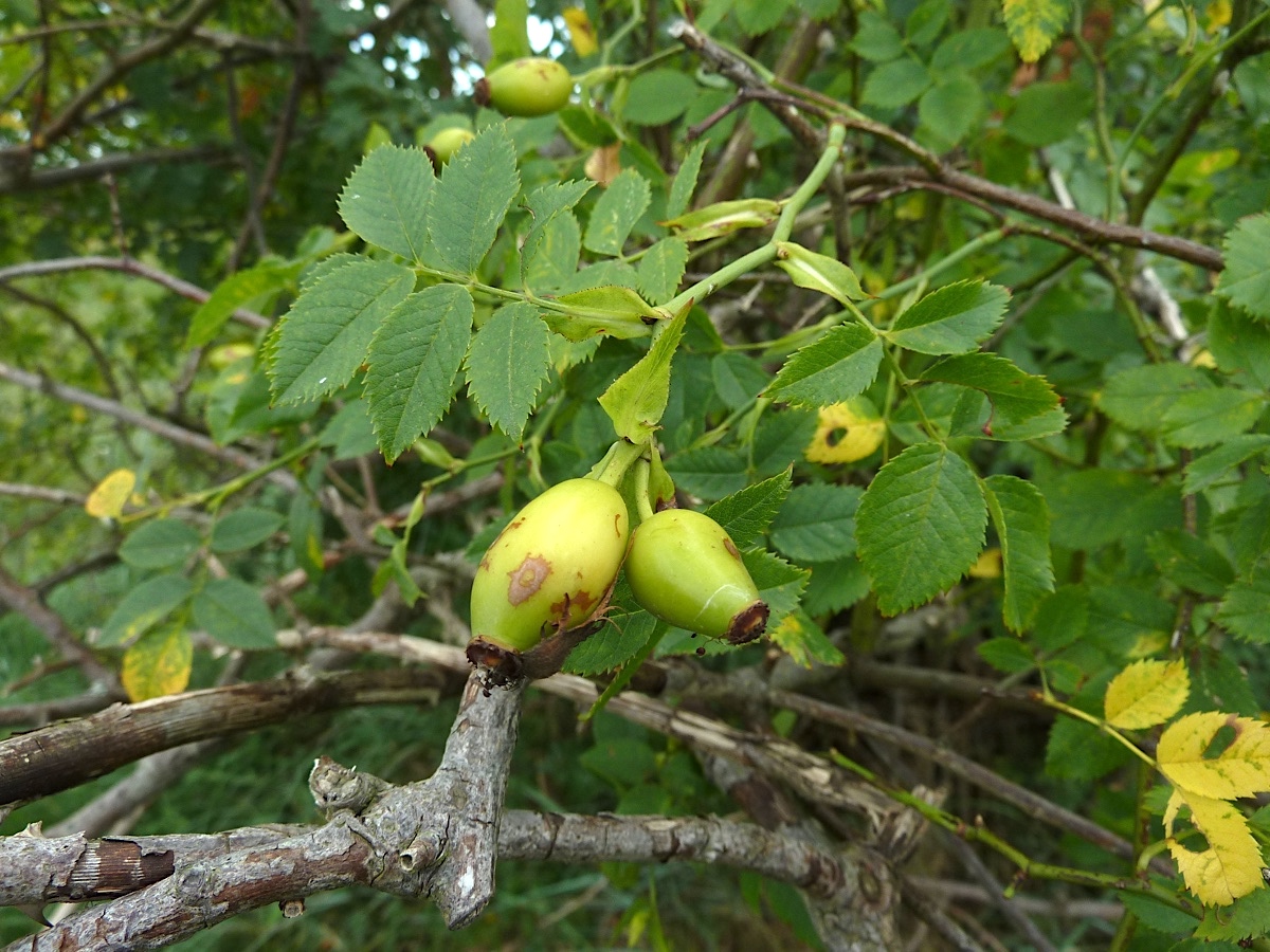 Image of Rosa canina specimen.