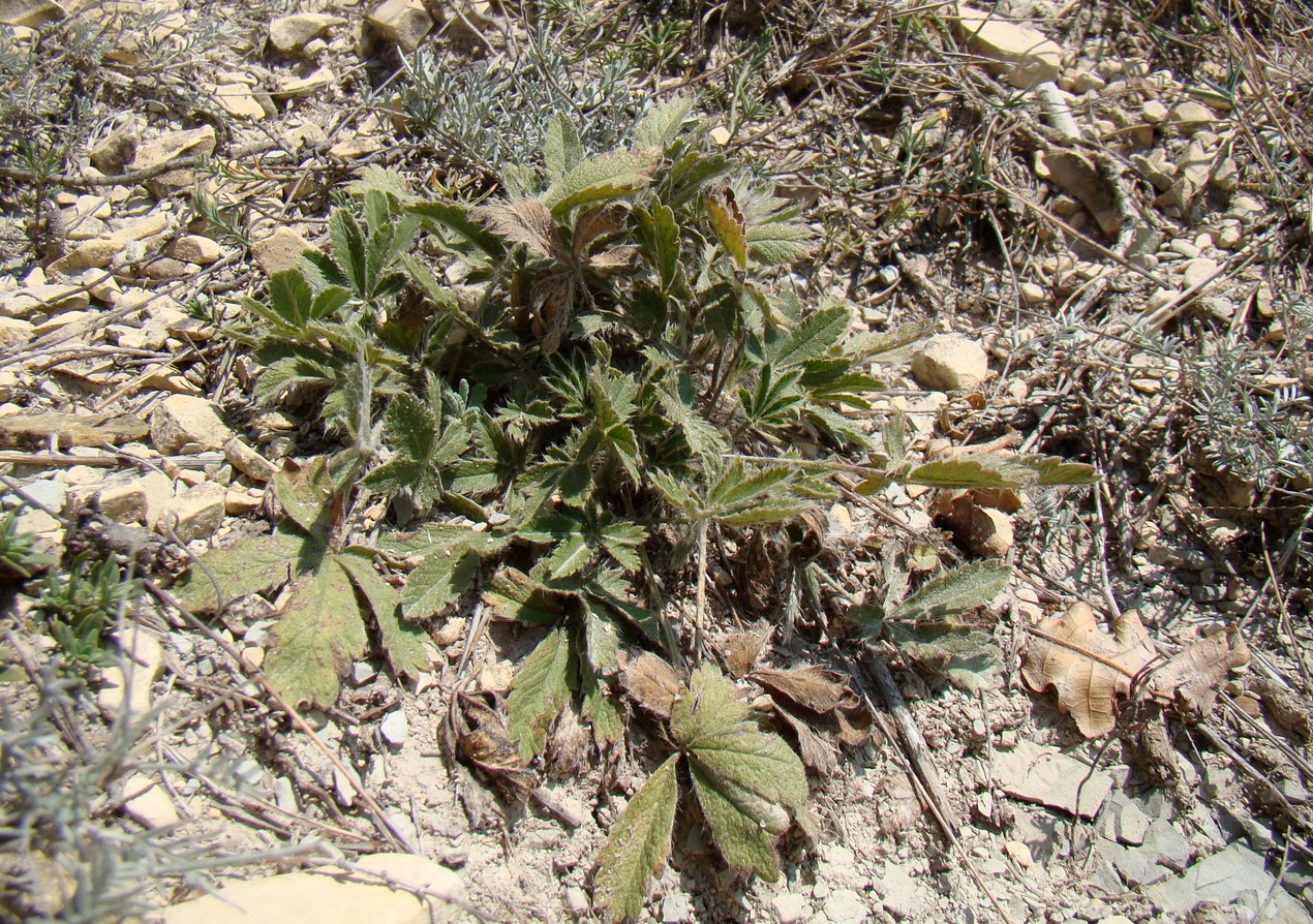 Изображение особи Potentilla taurica.