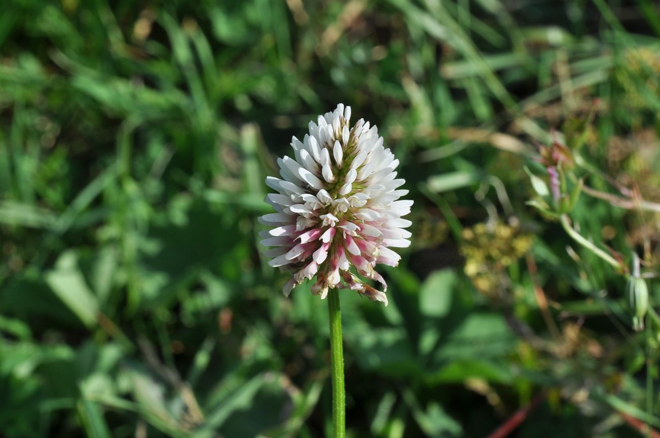 Image of Trifolium ambiguum specimen.