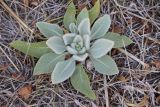 Verbascum songaricum