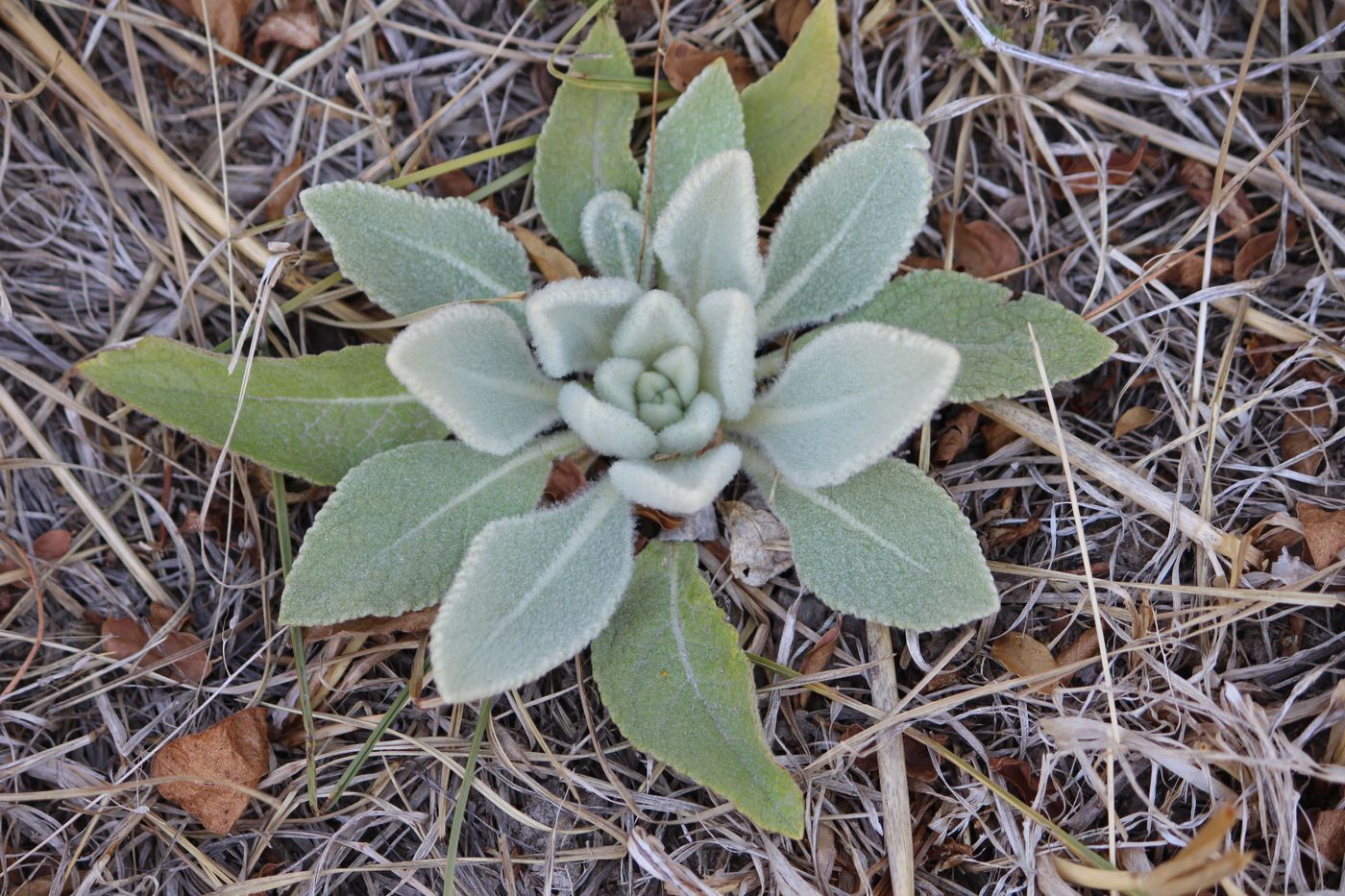 Image of Verbascum songaricum specimen.