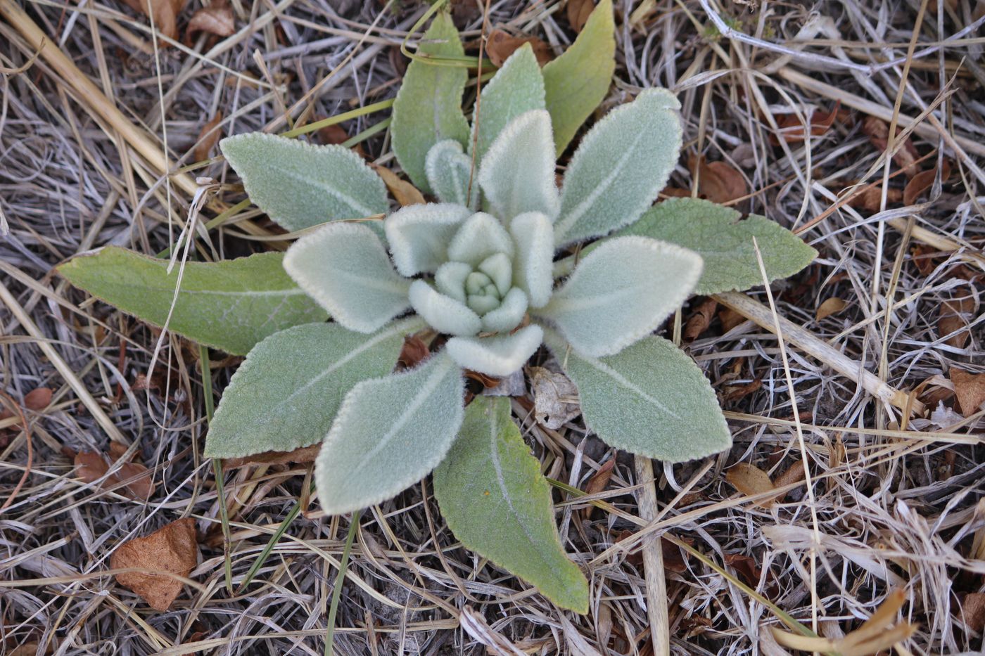 Изображение особи Verbascum songaricum.