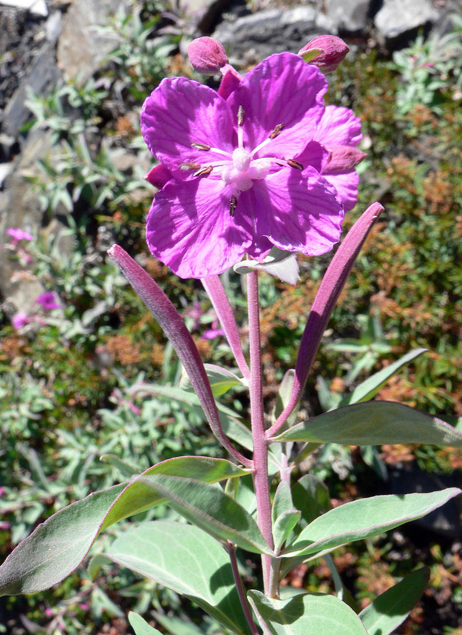 Image of Chamaenerion latifolium specimen.