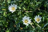 Taraxacum leucanthum