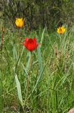 Tulipa ostrowskiana. Цветущие растения (красноцветковая особь в желтоцветковой популяции). Казахстан, Тянь-Шань, хр. Киргизский, ущ. Мерке, склон зап. экспозиции, разнотравный луг среди кустарников. 17.04.2018.