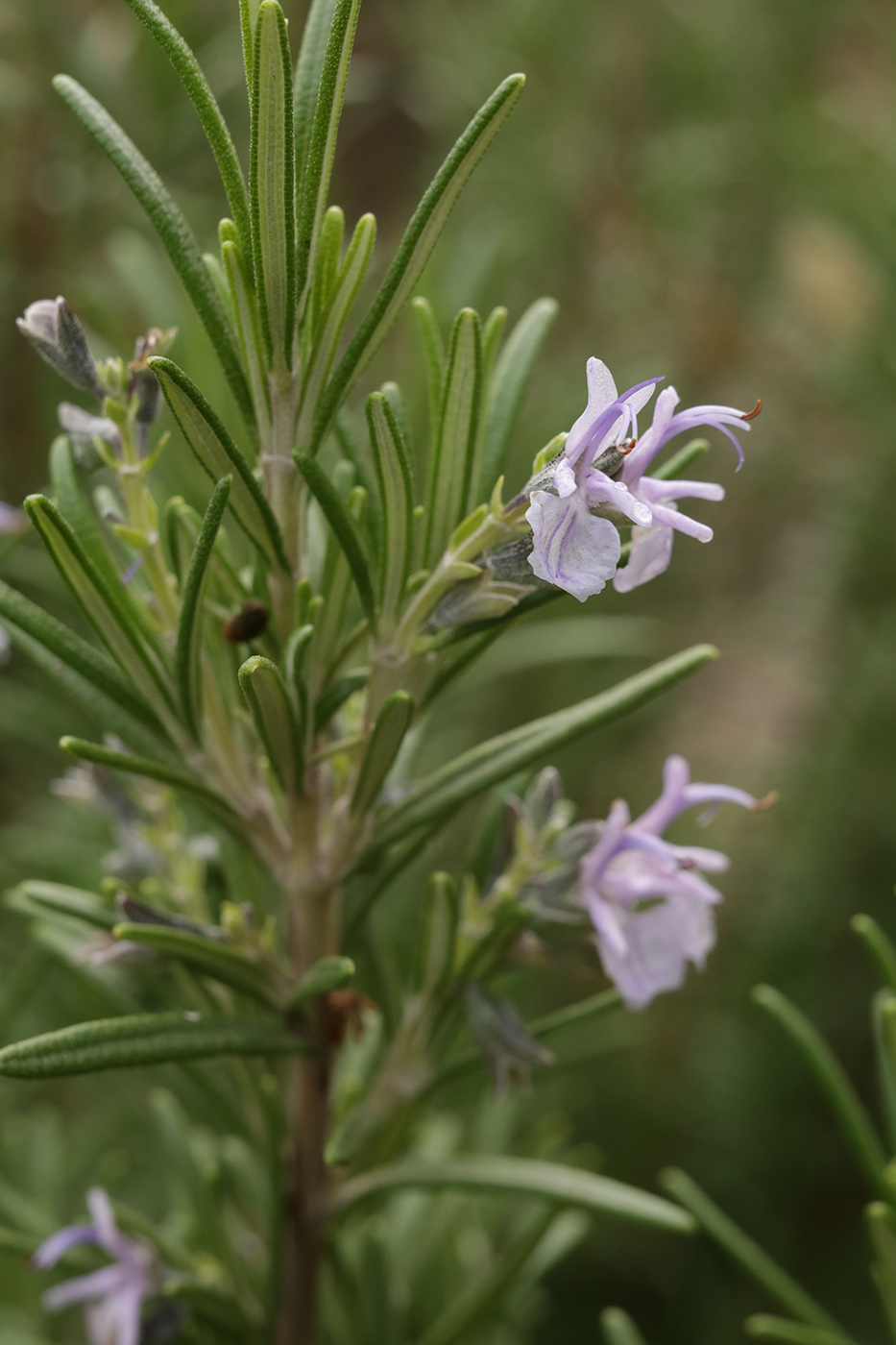 Image of Rosmarinus officinalis specimen.