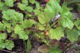 Ribes procumbens